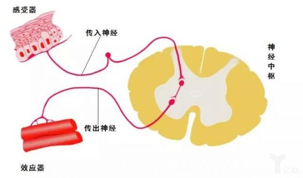 互联网+AI，云反射弧成为人工智能发展的下一个重点 云计算技术 3